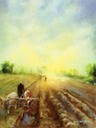 sowing